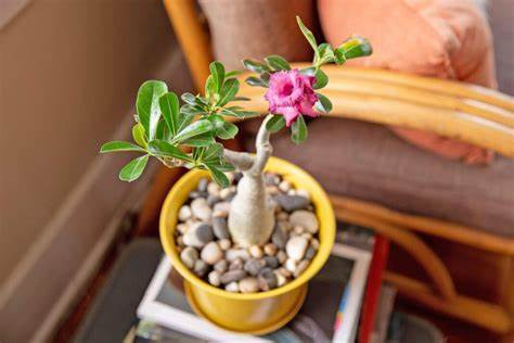 Adenium Obesum Desert Rose hybrid plugplant! Indoor plant/Bonsai, easy to  grow