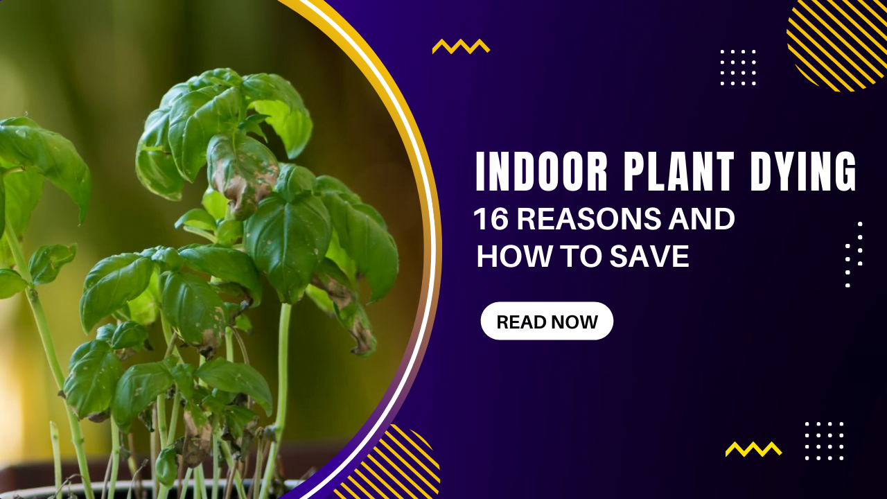 Indoor Plant Dying