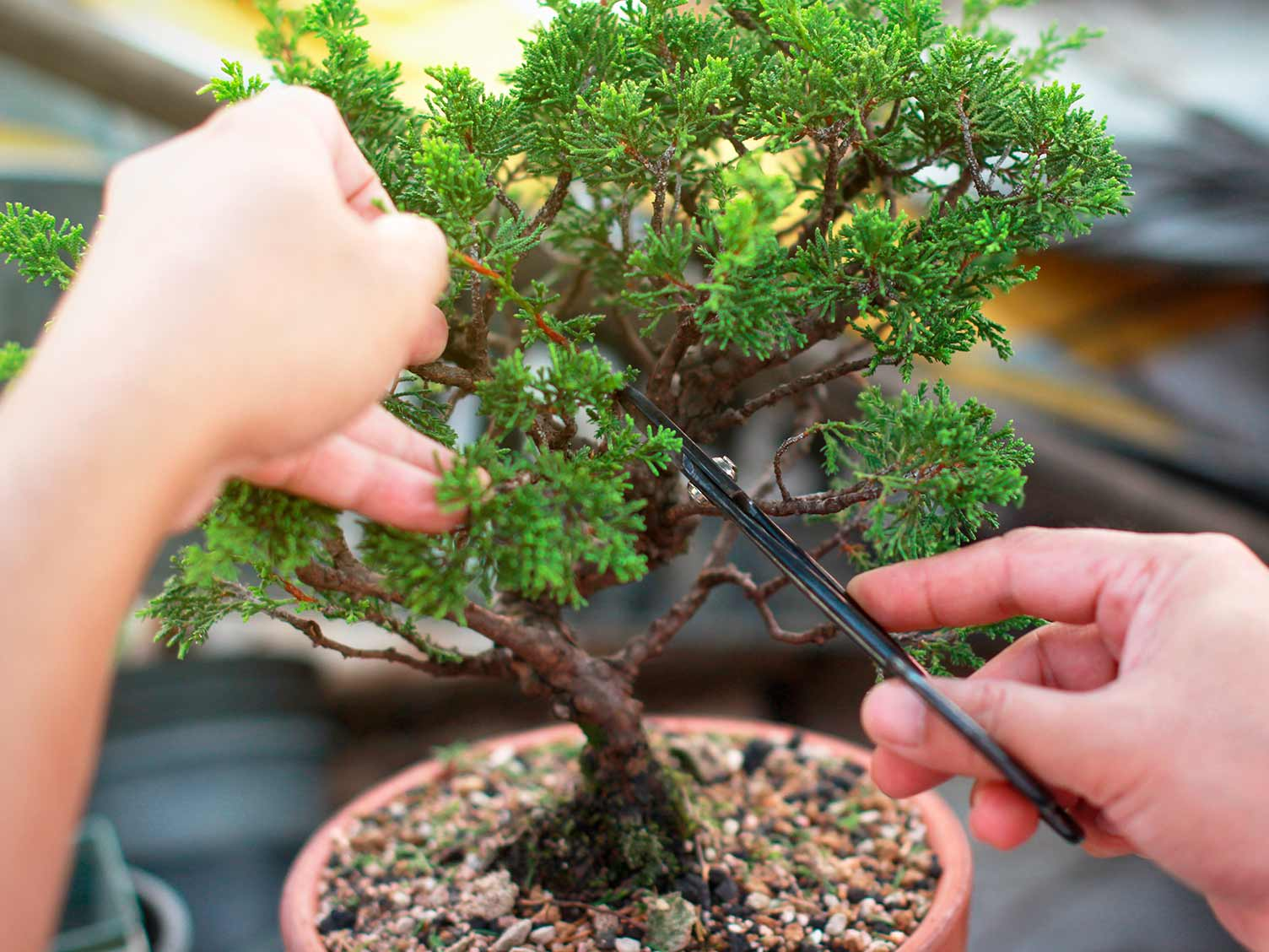 Pruning-of-the-Juniper-bonsai