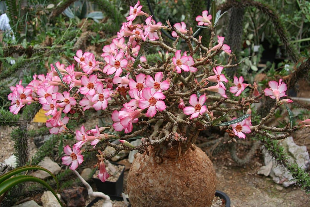 Adenium Obesum Desert Rose hybrid plugplant! Indoor plant/Bonsai, easy to  grow