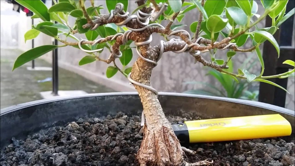 My first ficus wiring from a strong ficus bonsai believer! Hardware store  material, before pic in the comments. : r/Bonsai