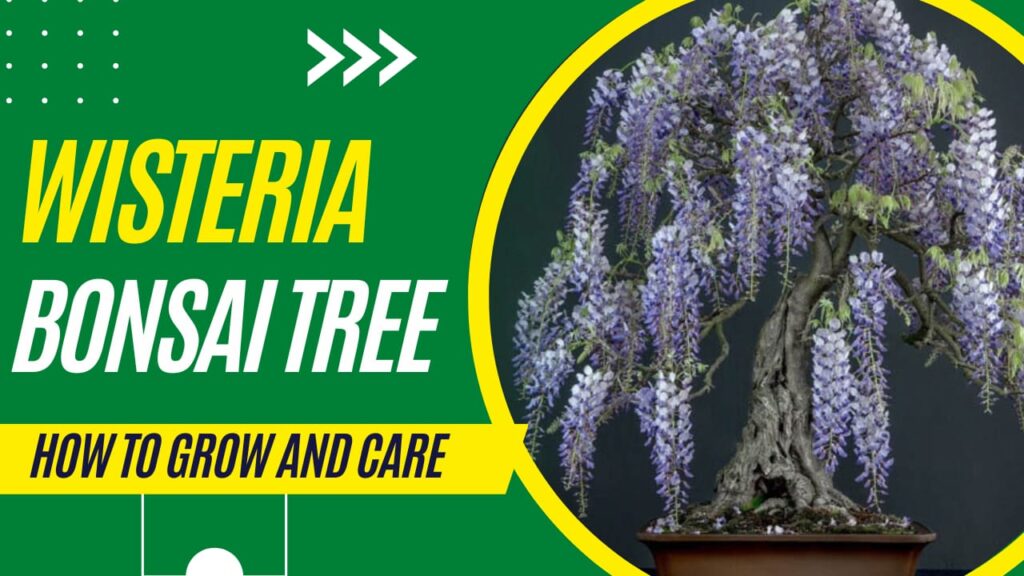 wisteria bonsai