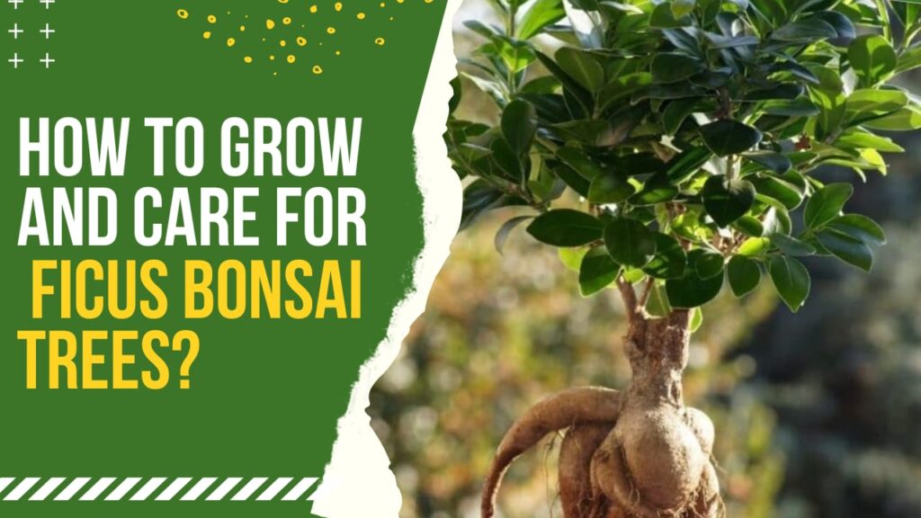 ficus bonsai care