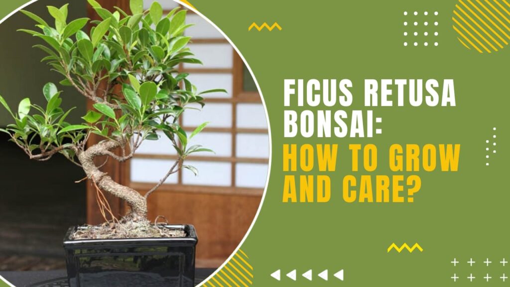 ficus retusa bonsai