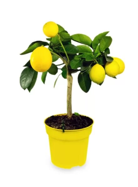 Lemon Bonsai