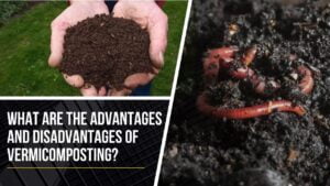 vermicomposting advantages and disadvantages