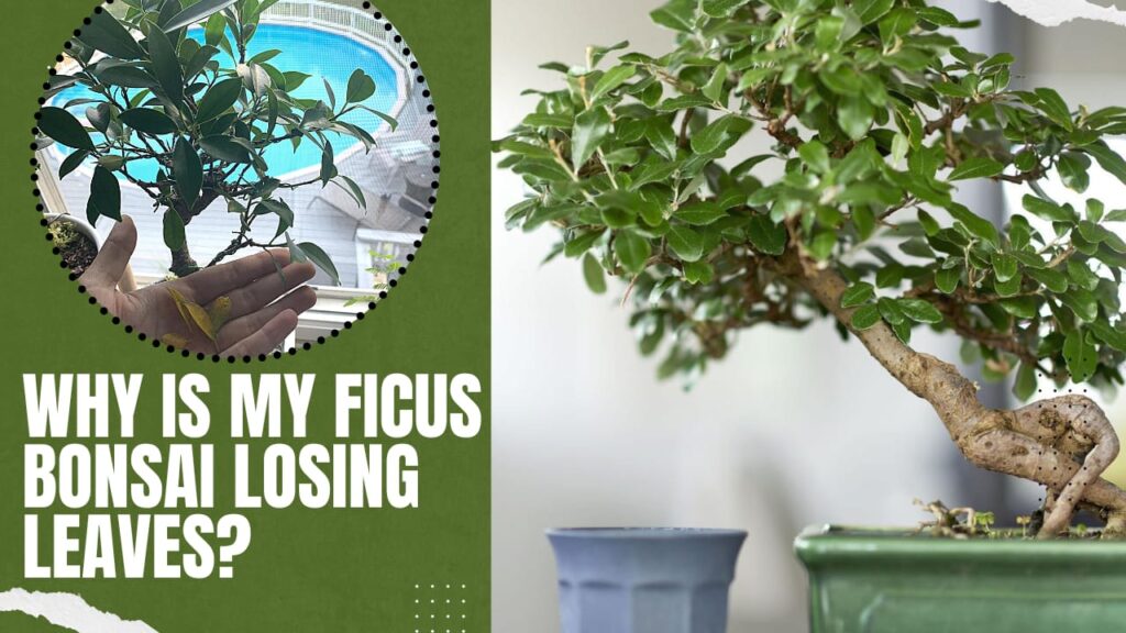 why is my ficus bonsai losing leaves