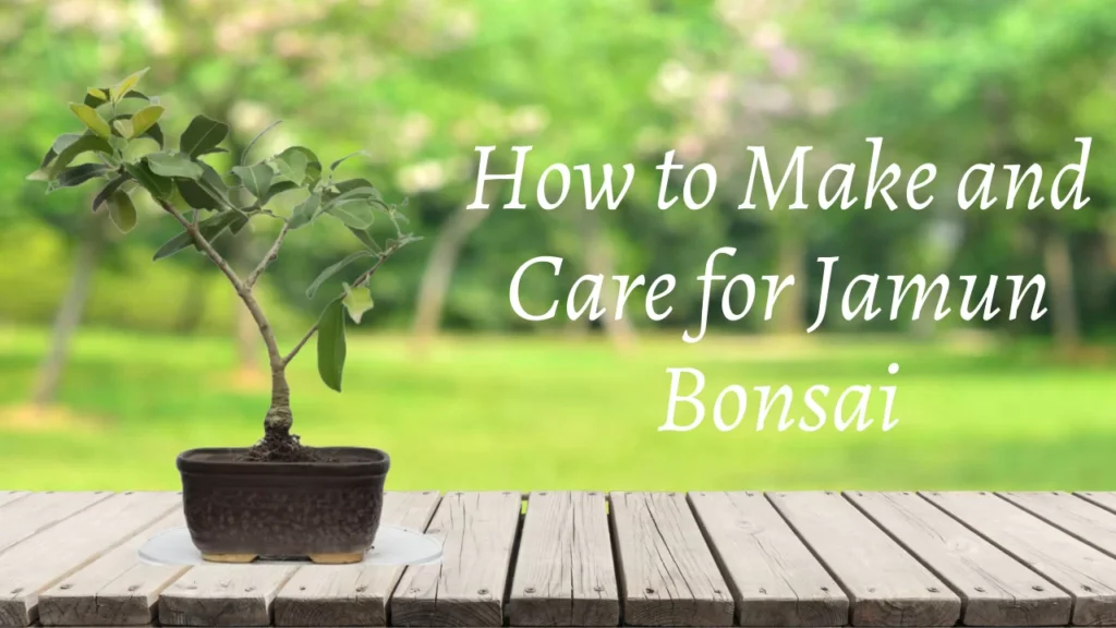 Jamun-Bonsai