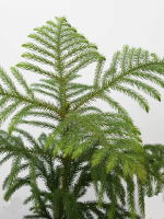 christmas-tree-plant