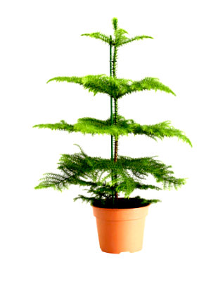 christmas tree plant