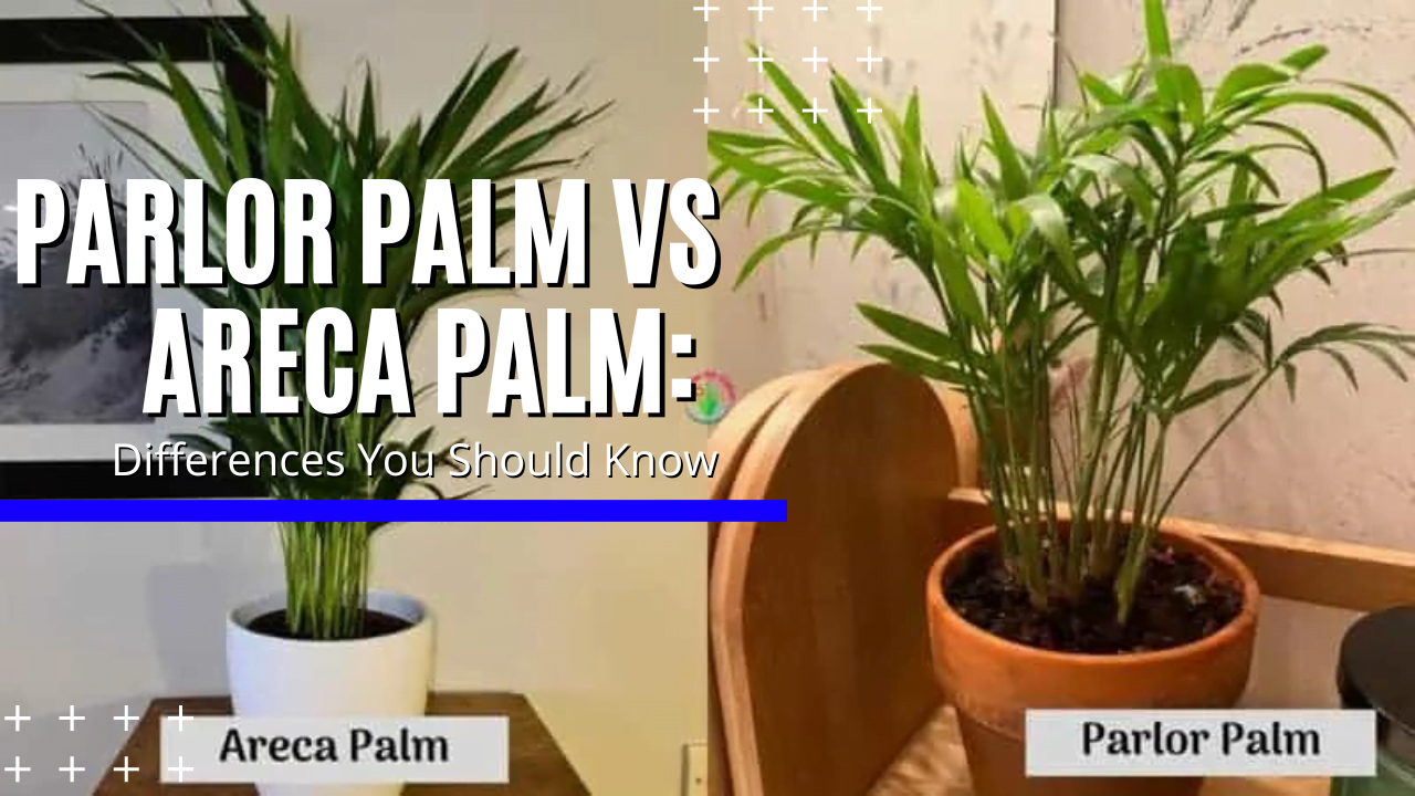 parlor palm vs areca palm