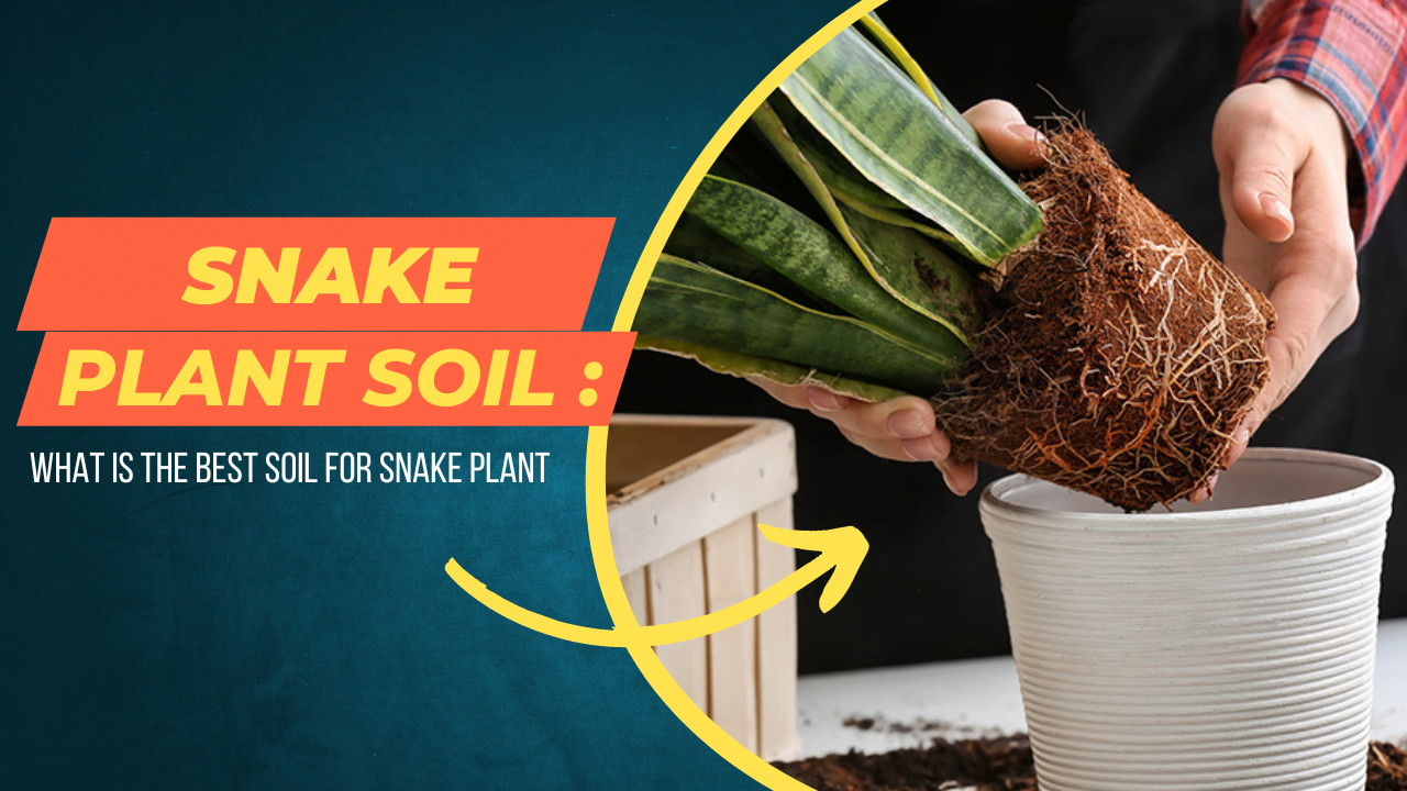 snake plant soil