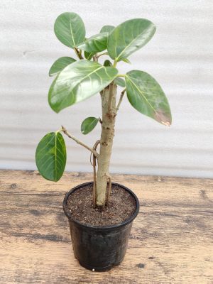 Banyan Bonsai Plant