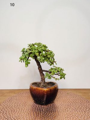 Jade Bonsai Plant Informal Upright Bonsai Style 10 Inches