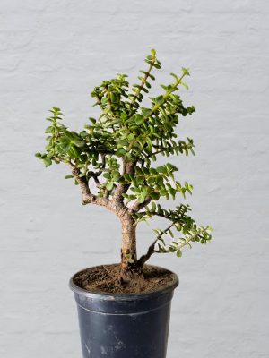 Jade Bonsai Plant Upright Tree Like Structure