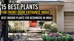 plants for front door entrance india