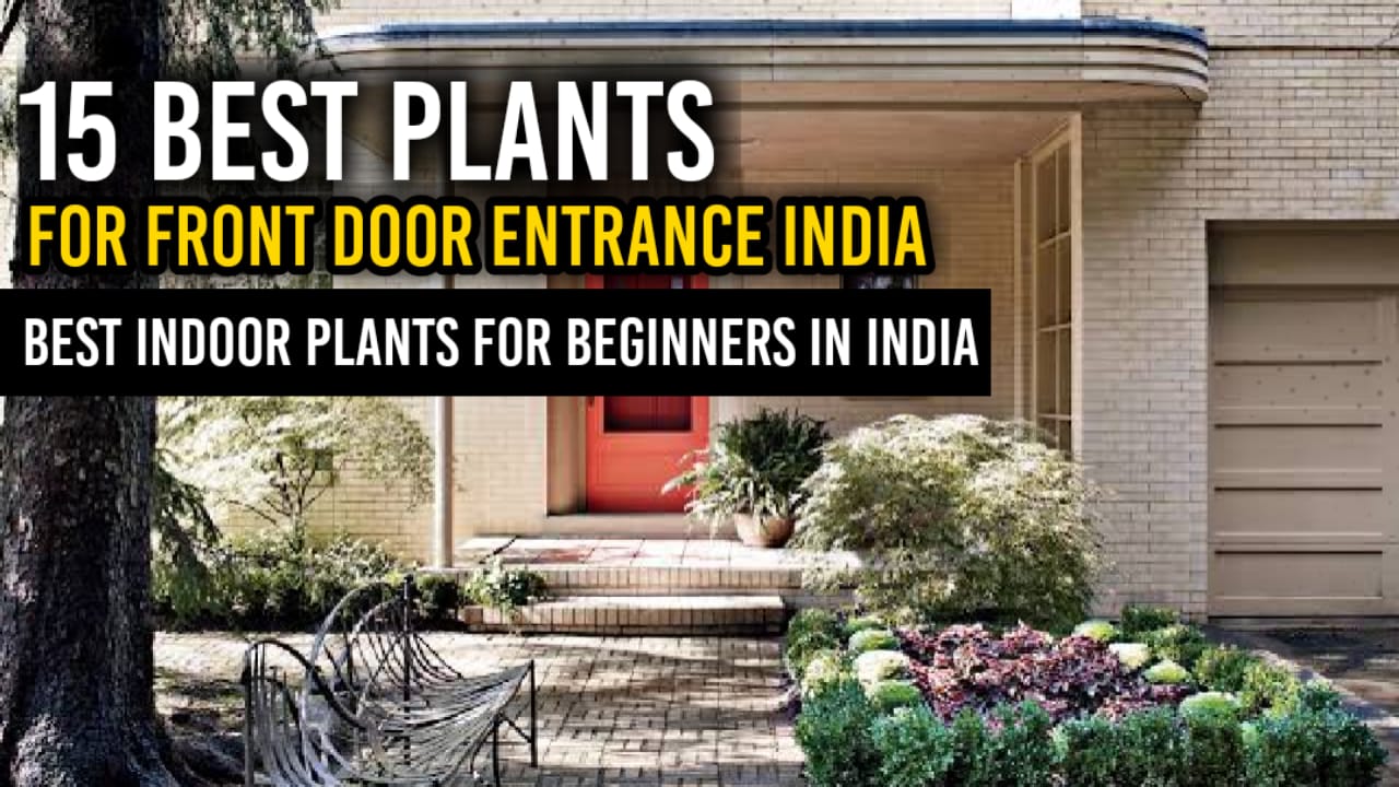 plants for front door entrance india