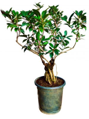 Aerial Root Ficus Bonsai Tree by Abana Homes 12 Years 60 cm Canopy Style Bonsai