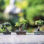 Bonsai Plants to Grow in Summers