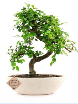Chinese Elm Bonsai Tree by abana Homes