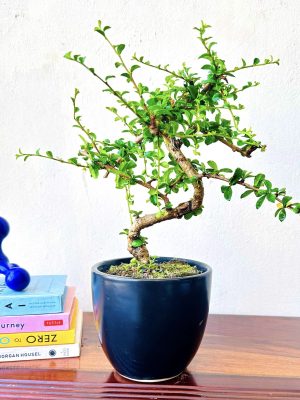carmona bonsai plants in black ceramic pot indoor bonsai tree 2