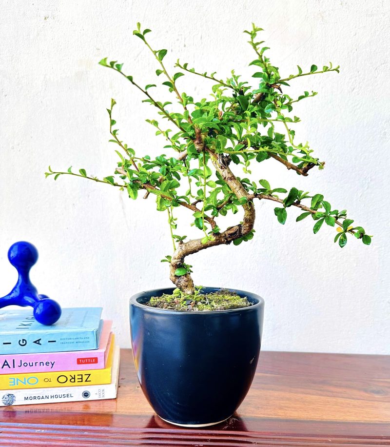 carmona bonsai plants in black ceramic pot indoor bonsai tree 2