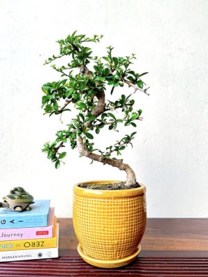 carmona bonsai tree fukien tree bonsai in cream yellow ceramic pot with tray