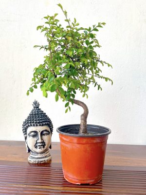chinese elm bonsai tree in plastic pot informal curved bonsai tree