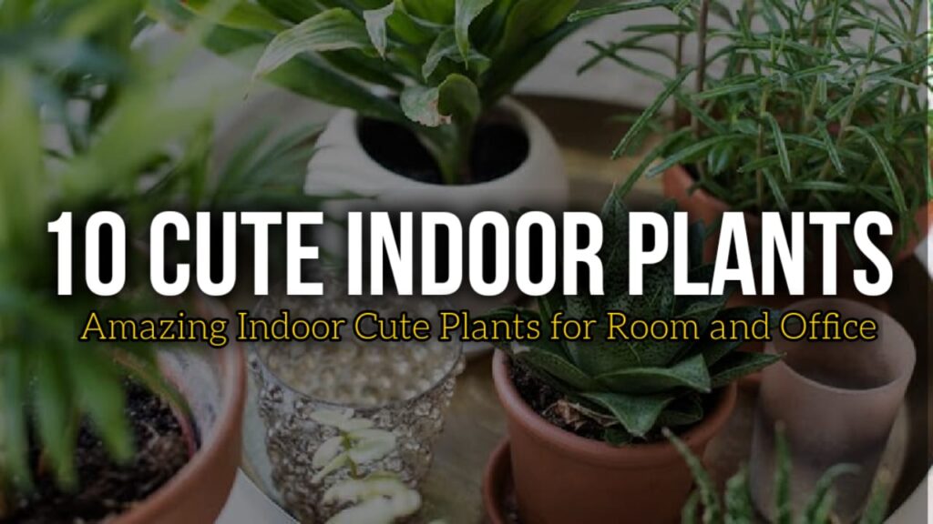 cute indoor plants