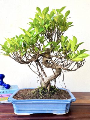 ficus plant bonsai aerial root in blue ceramic bonsai pot