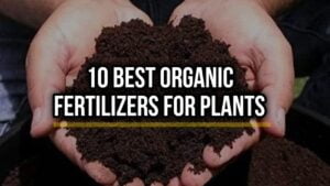 organic fertilizer for plants
