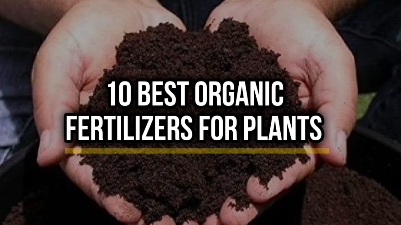 organic fertilizer for plants