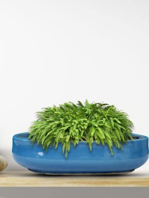 Blue Bonsai Ceramic Flower Pot-1