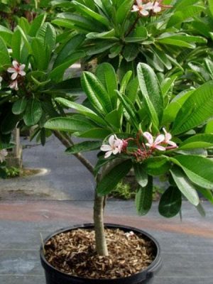 Plumeria Rubra hybrid, Champa - Plant