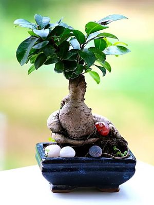 6 years old ficus bonsai plants