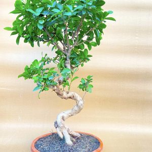 ficus bonsai tree for home garden-flagship