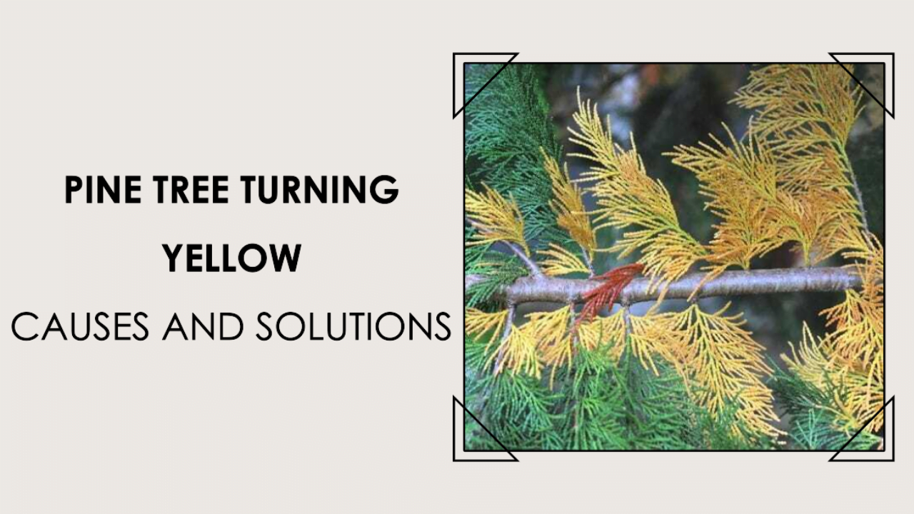 pine tree turning yellow