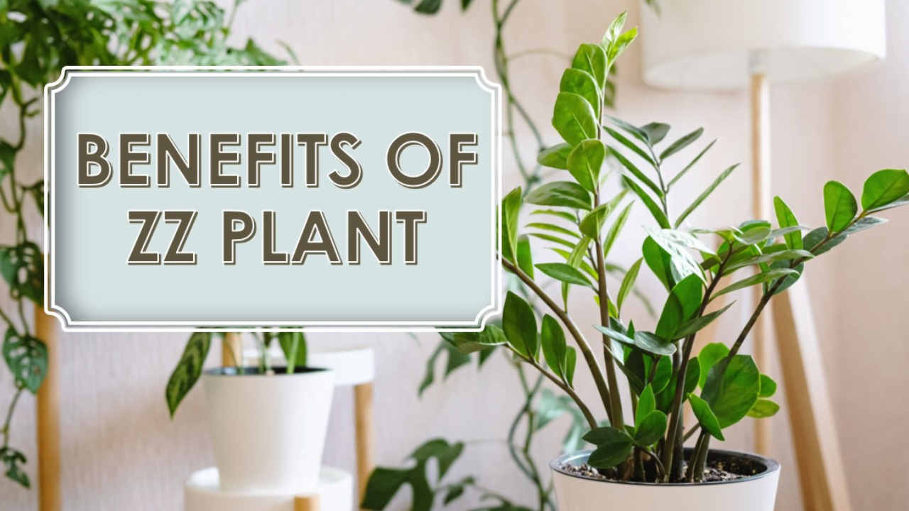 zz plant benefits