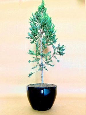 Juniper Plant in Black Ceramic Pot
