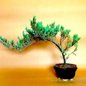 Juniper Bonsai tree