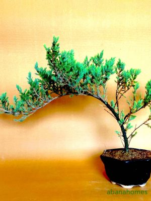 Juniper Bonsai tree