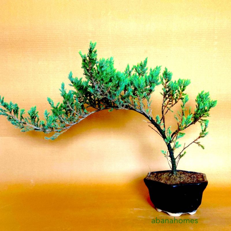 Juniper Bonsai tree