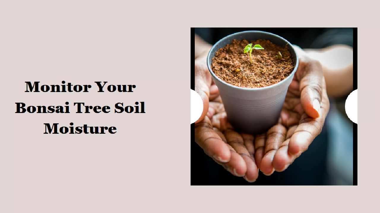 bonsai soil moisture meter