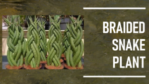 braided snake plant