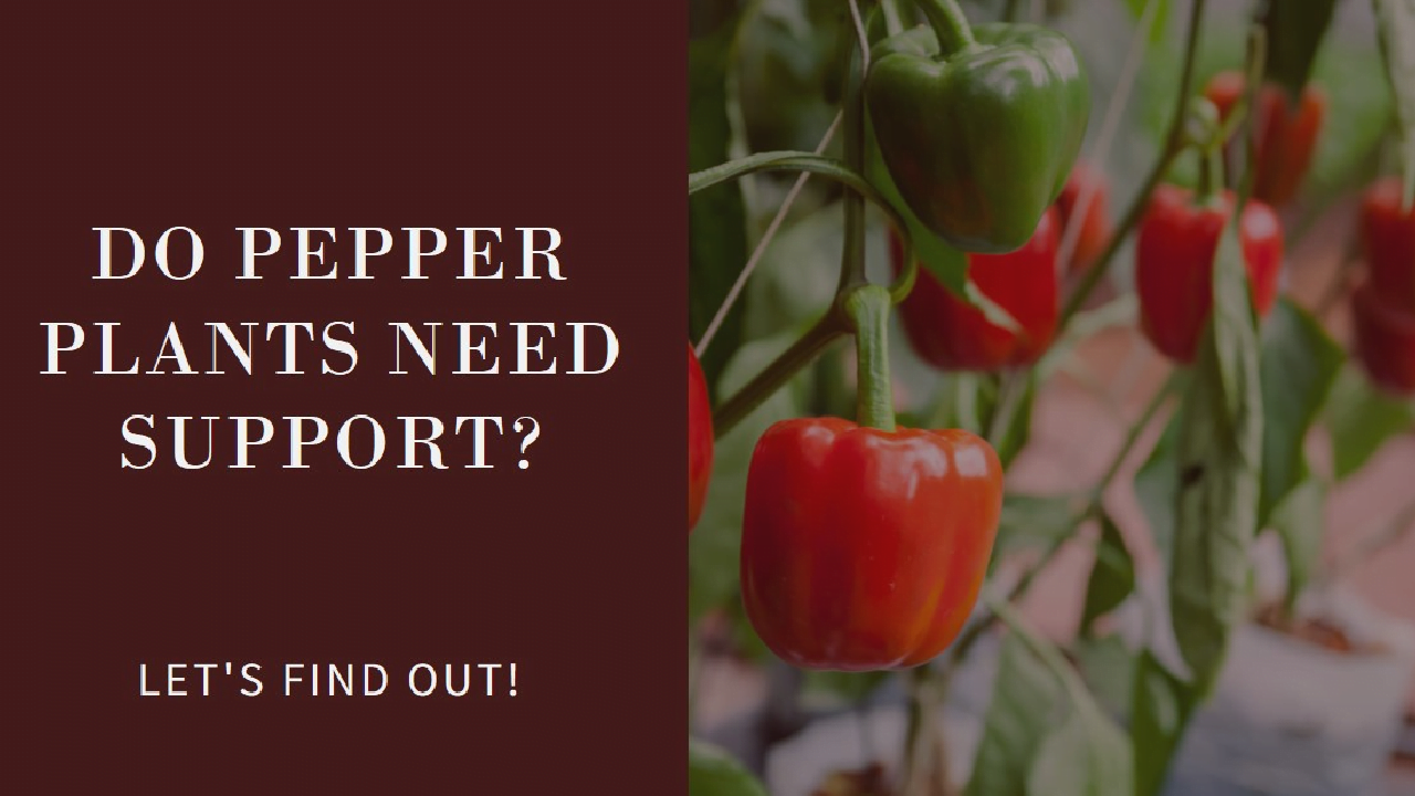 do pepper plants need support
