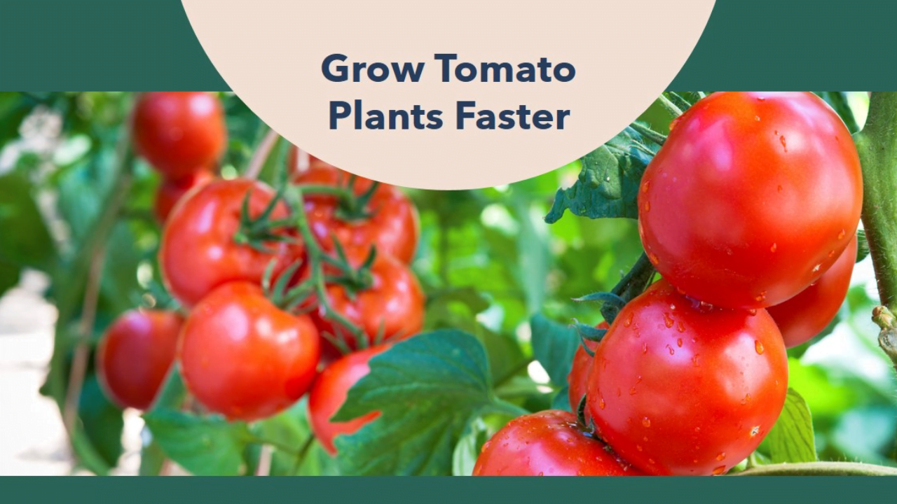 how to make tomato plants grow faster