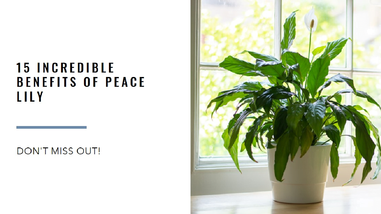 peace lily benefits