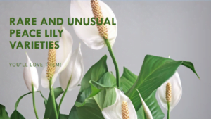 peace lily varieties