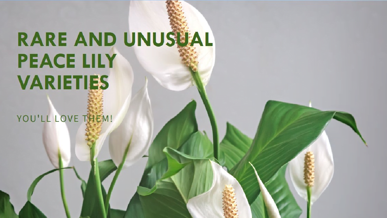 peace lily varieties