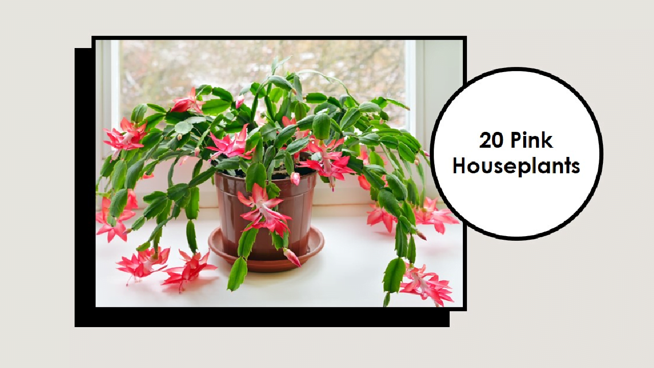 pink houseplants